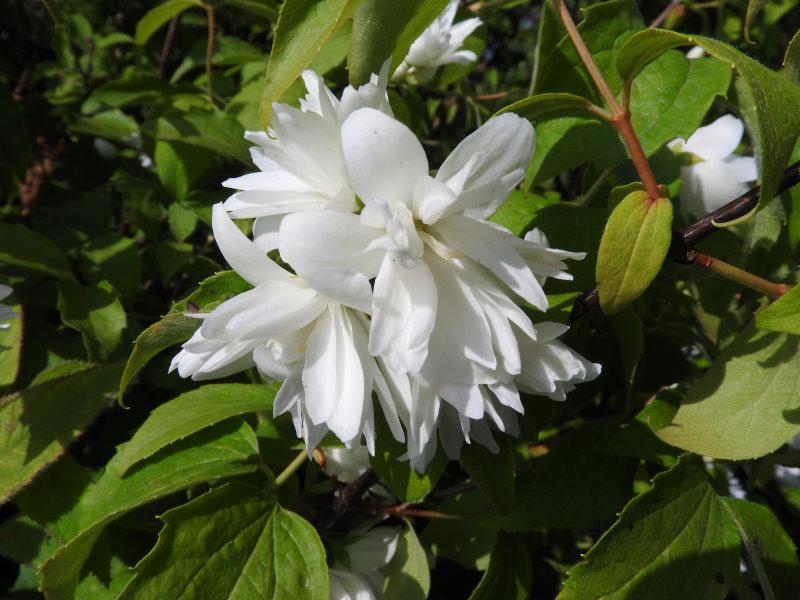 Die weißen Blüten des Gartenjasmin duften sehr schön.