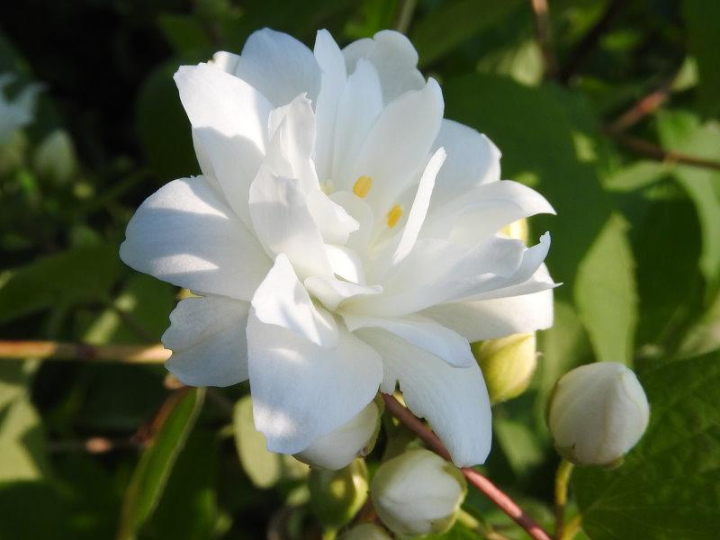 Weißblühender Zierstrauch - Gartenjasmin Schneesturm