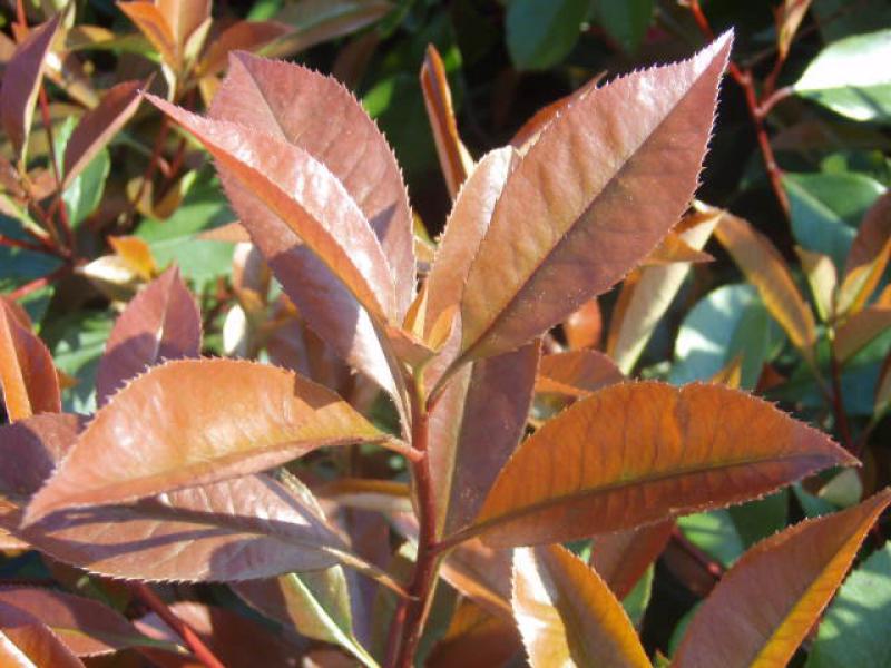 Rotes Laub von Photinia fraseri Red Robin