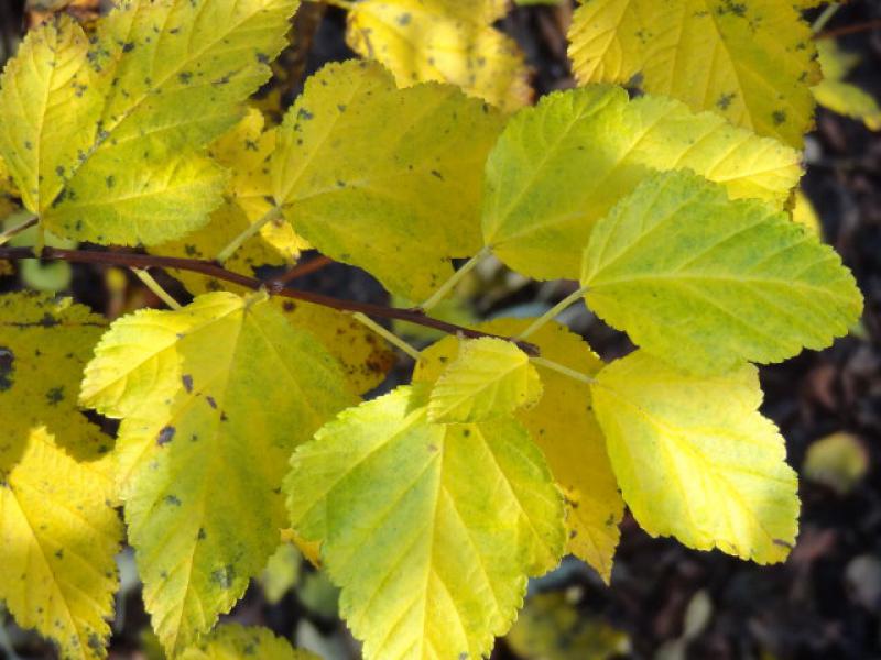 Die Fasanenspiere mit gelbem Herbstlaub