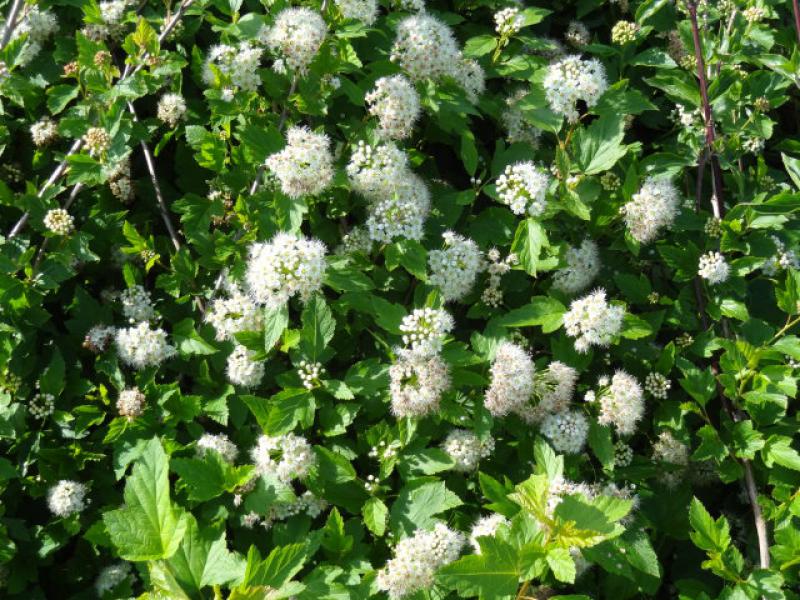 Weiße Blüte der Fasanenspiere