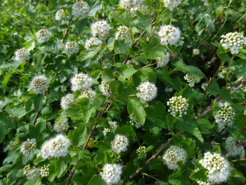 Physocarpus opulifoius in der Blüte