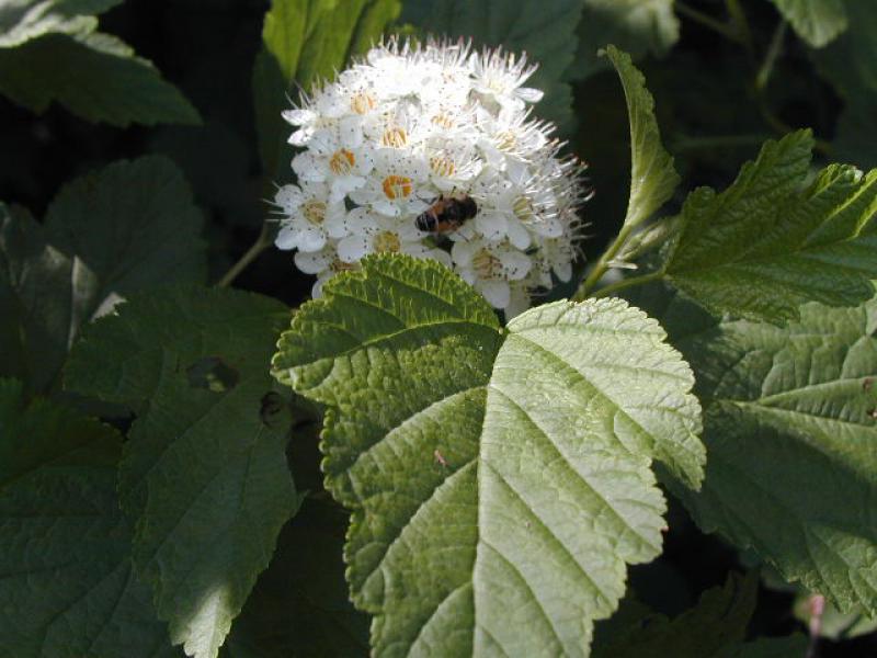 Fasanenspiere mit weißer Blüte