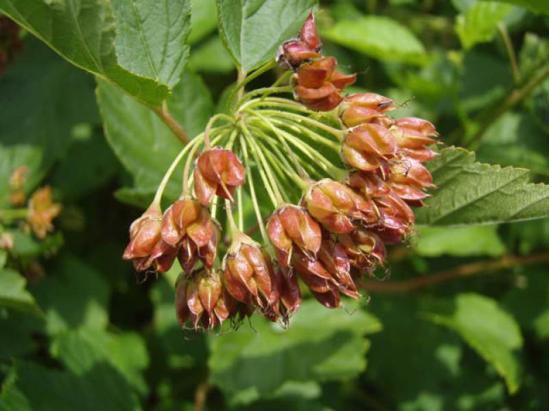 Fasanenspiere - Nahaufnahme der Frucht