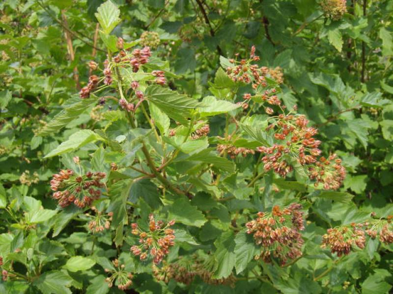 Fasanenspiere - rote, blasige Früchte