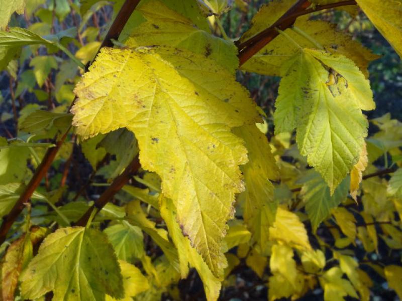 Physocarpus opulifolius mit gelber Herbstfärbung