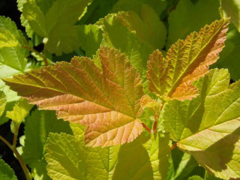 Oranger Austrieb bei Physocarpus opulifolius Darts Gold