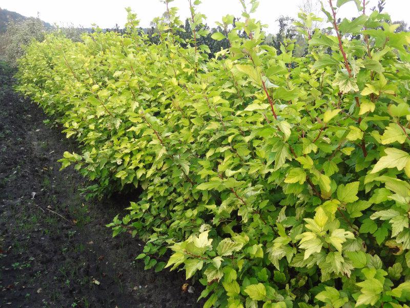 Heckenartige Bepflanzung mit Physocarpus opulifolius Darts Gold