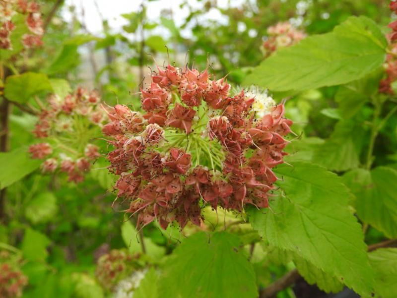 Gulbladig smällspirea (Physocarpus opulifolius Luteus)