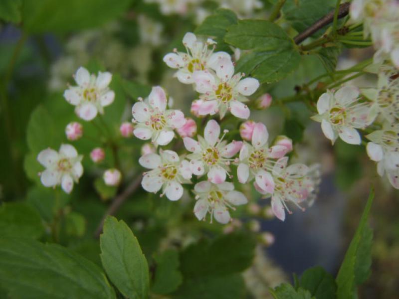 Zwerg-Fasanenspiere - weiße Blüten mit rosa Zeichnung