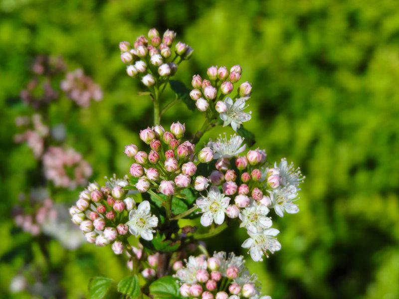 Eine knospige Blüte des Physocarpus opulifolius Nanus im Mai