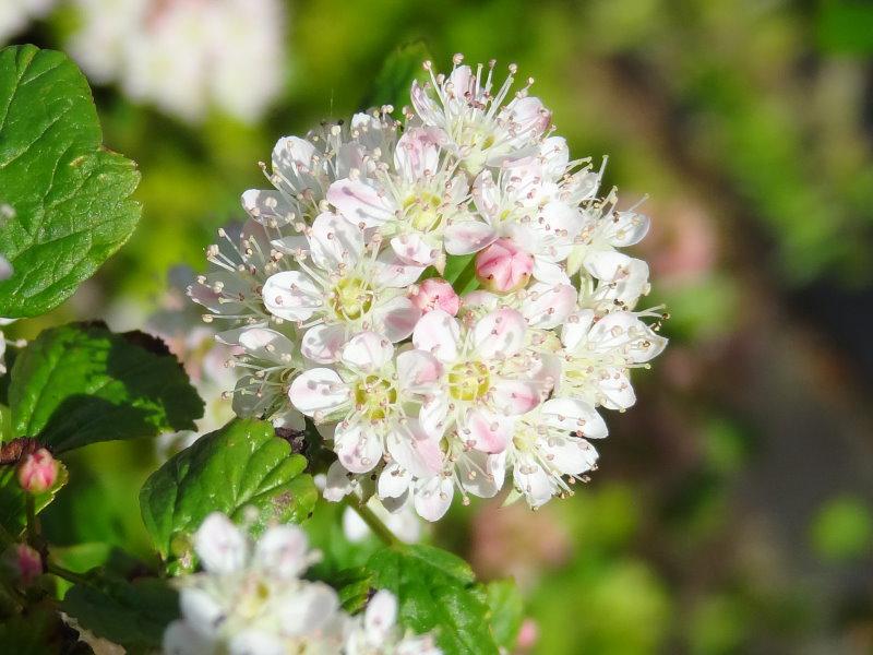 Eine Nahaufnahme der Zwerg-Fasanenspiere (Physocarpus opulifolius Nanus)