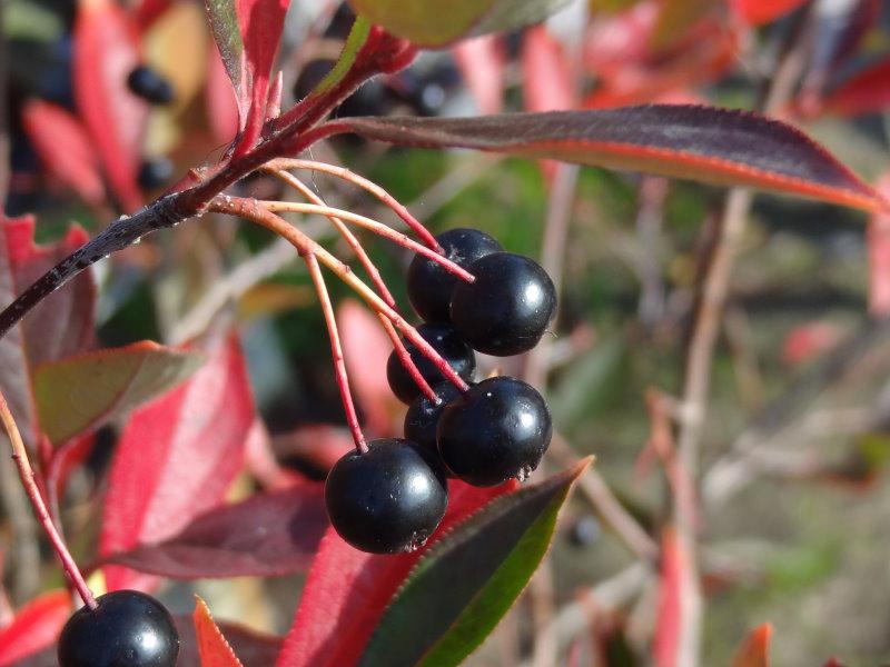 Fruchtschmuck und rote Herbstfärbung bei Aronia prunifolia