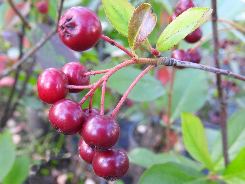 Noch nicht ganz reife Früchte von Aronia prunifolia