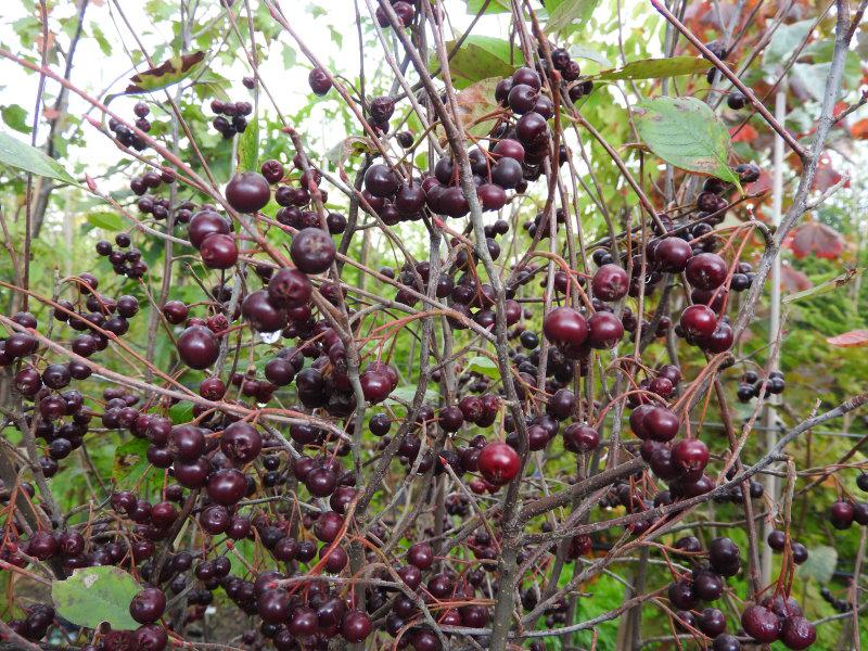 Reiche Ernte - die Pflaumenblättrige Aronie (Aronia prunifolia)