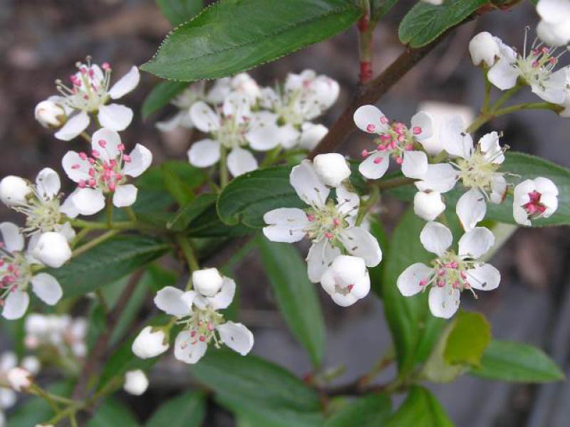 Die weiße Blüte von Aromia prunifolia im Mai