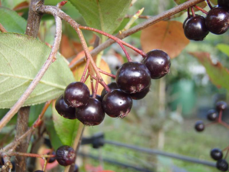 Pflaumenblättrige Apfelbeere: schwarze essbare Früchte