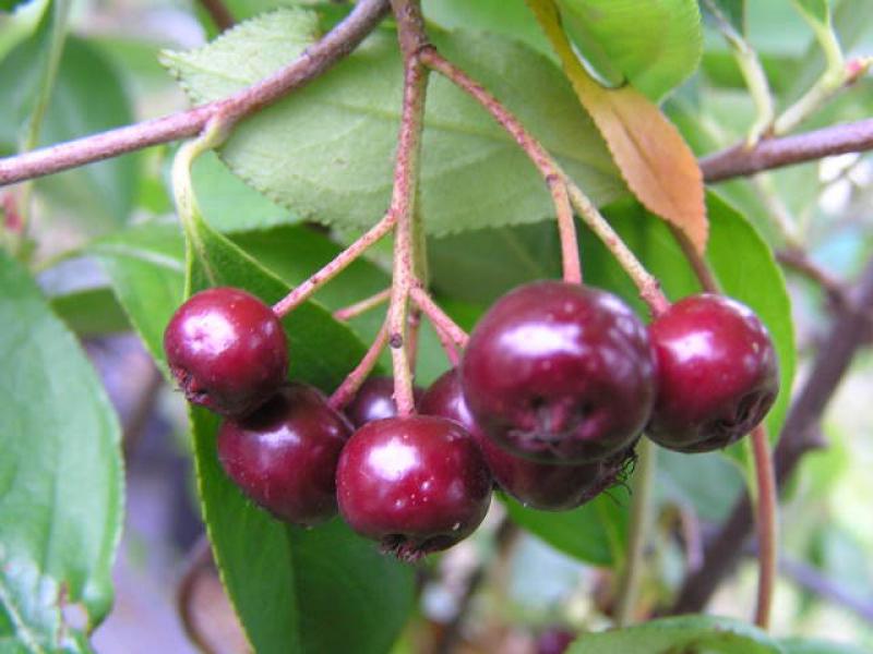 Dunkelroter Fruchtstand bei Aronia prunifolia