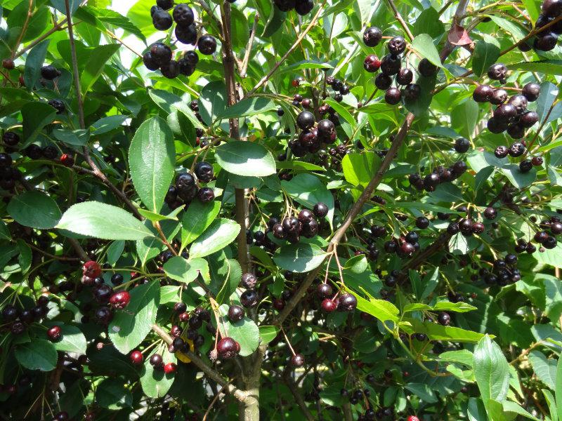 Reich fruchtend: Aronia prunifolia im September