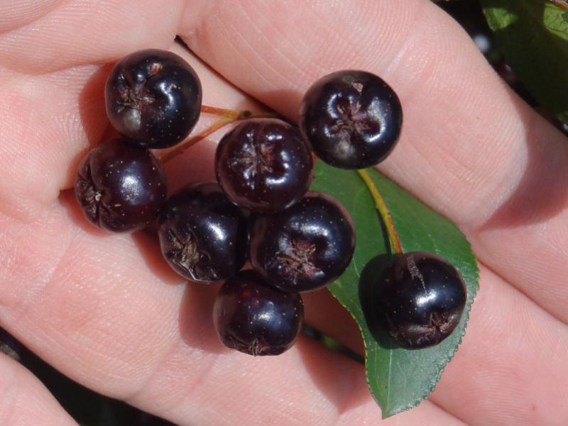 Die schwarzen essbaren Früchte von Aronia prunifolia in der Nahaufnahme