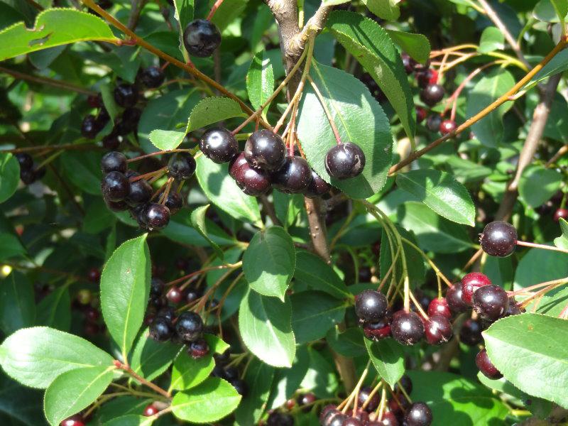 Die schwarzen Früchte von Aronia prunifolia sind begehrt bei Vögeln.