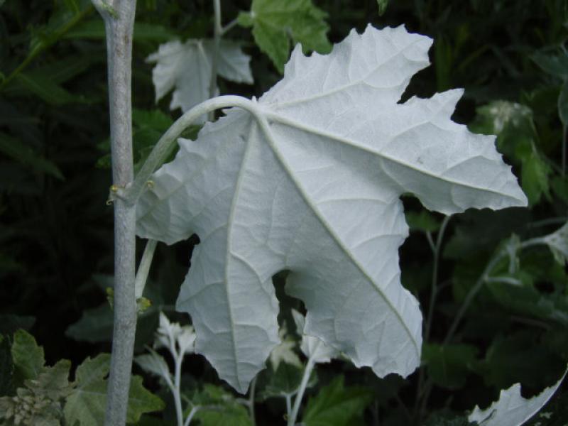 Die Blätter der Populus alba Nivea haben silberne Unterseiten.