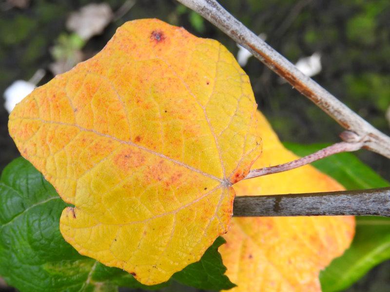 Gelbes Herbstlaub der Silberpappel