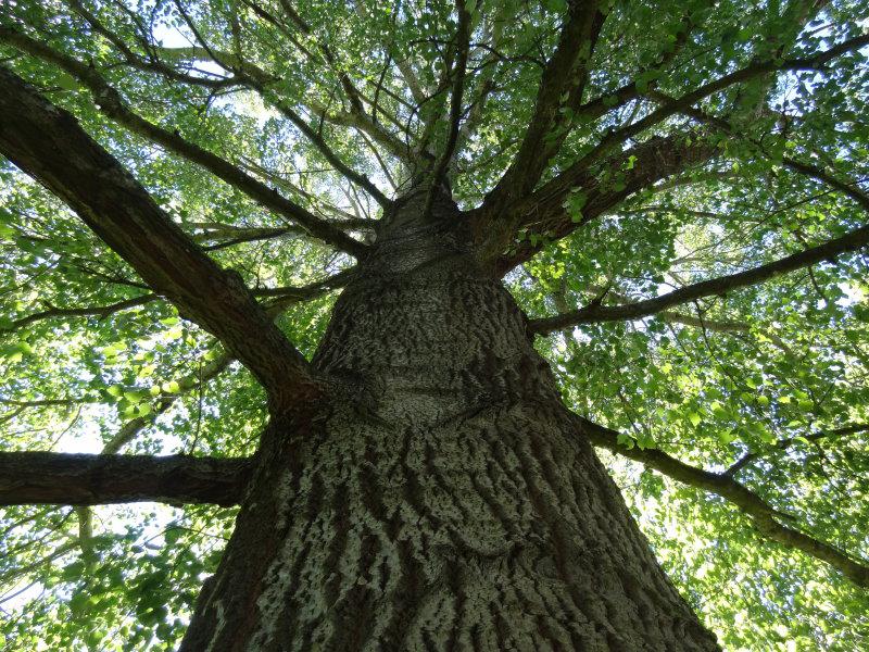 Wuchsform der Populus alba Nivea