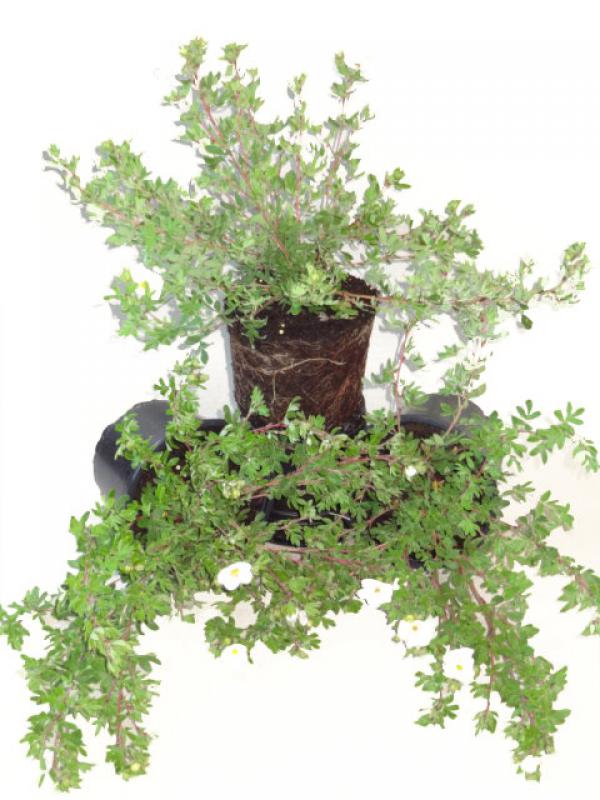 Verkaufsware von Potentilla fruticosa Abbotswood