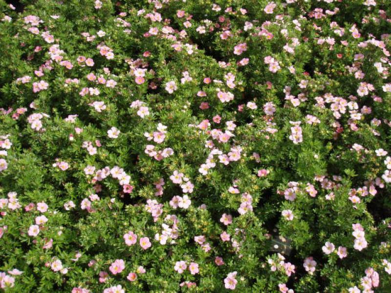 Fingerstrauch Lovely Pink ® - blühende Pflanzen in der Baumschule