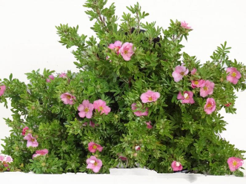 Die Blüten vom Bodendecker Potentilla Lovely Pink im Container