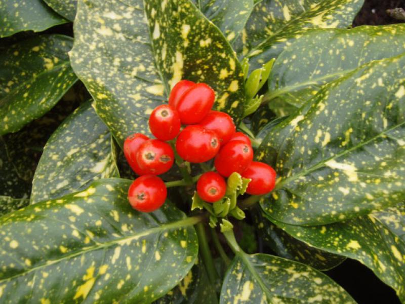 Metzgerpalme (Aucuba japonica Variegata) mit leuchtend roten Früchten