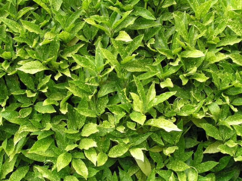 Aucuba japonica Variegata
