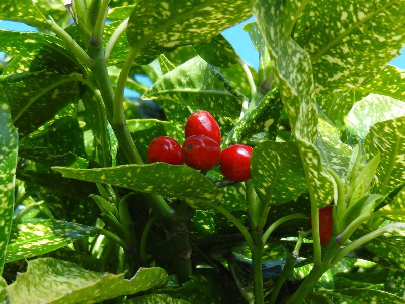 Aucuba japonica Variegata