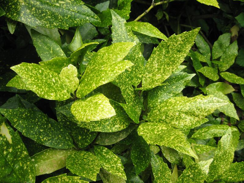 Aucuba japonica Variegata