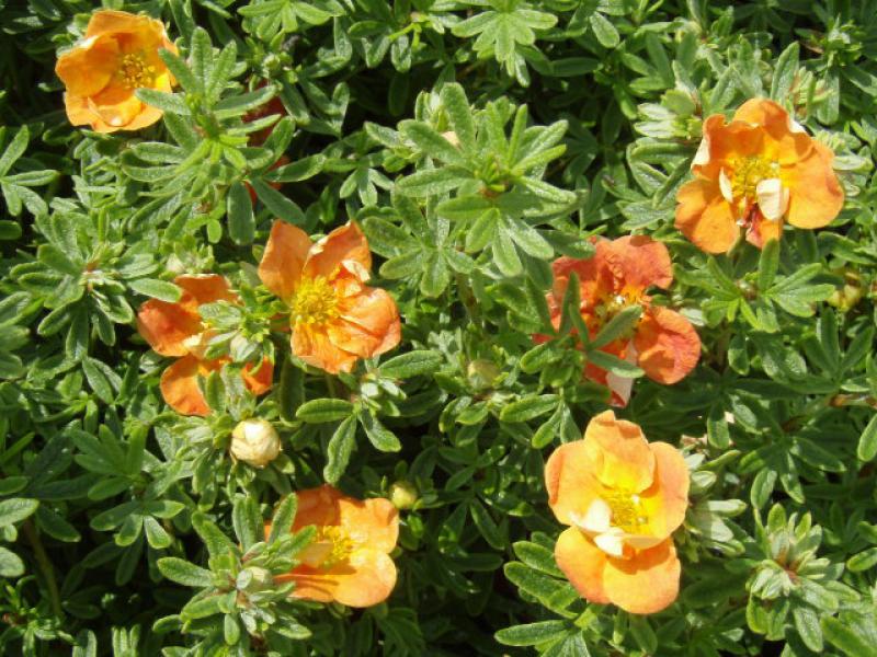 Oranger Blütenflor im Sommer von Potentilla Red Ace