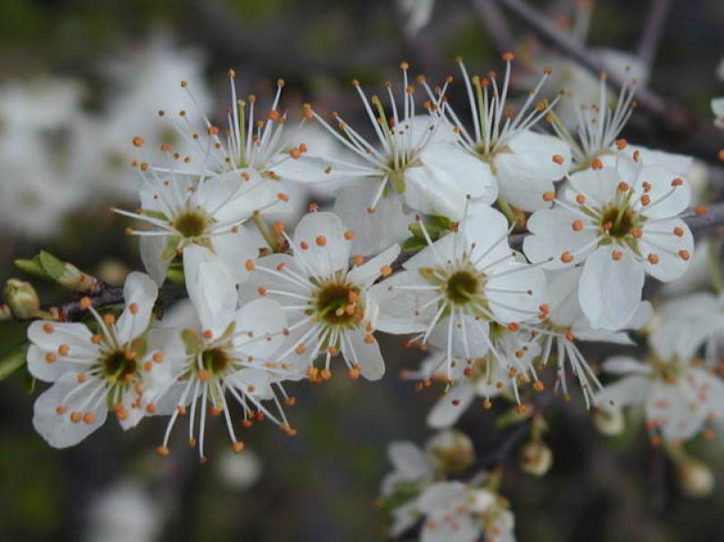Weiße Blüten der Wildpflaume/Wilden Mirabelle