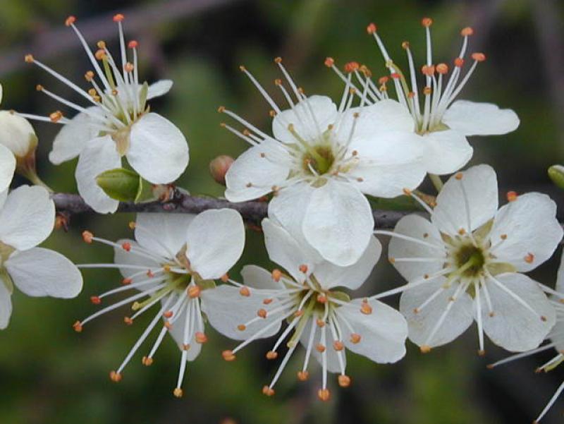 Prunus cerasifera - weiße Blüten im Frühjahr