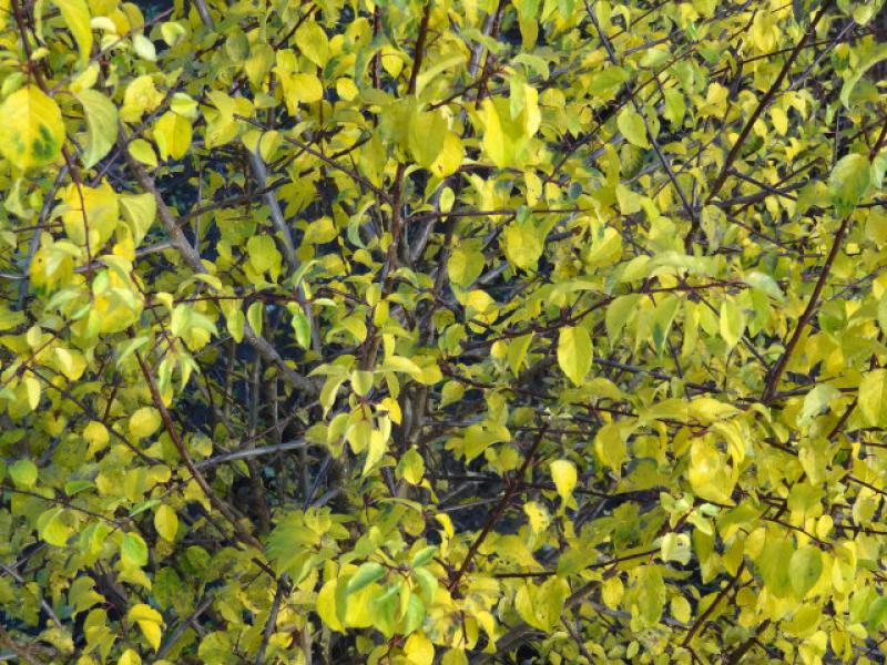 Die Wildpflaume in der Herbstfärbung