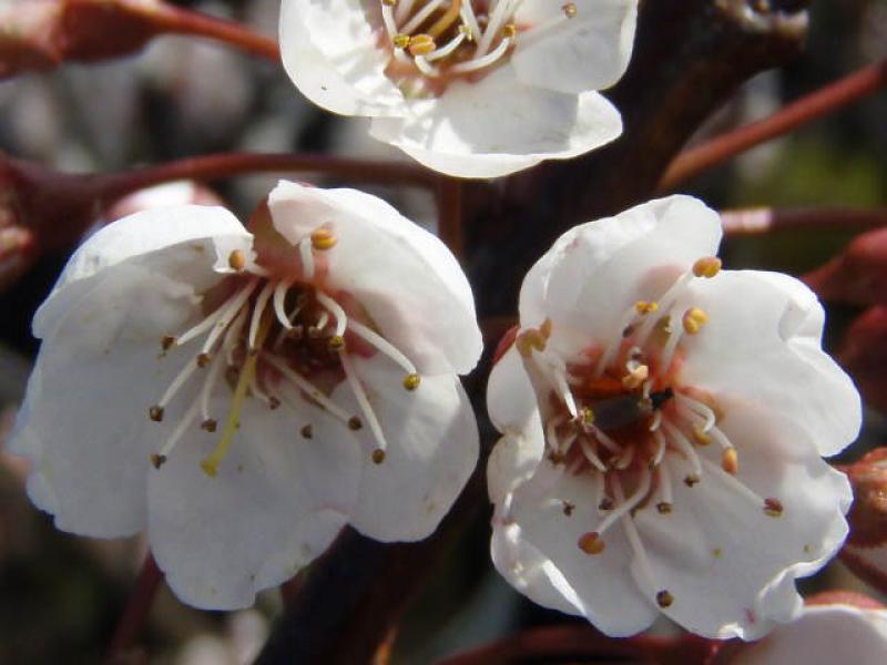 Prunus cerasifera Hollywood in Blüte