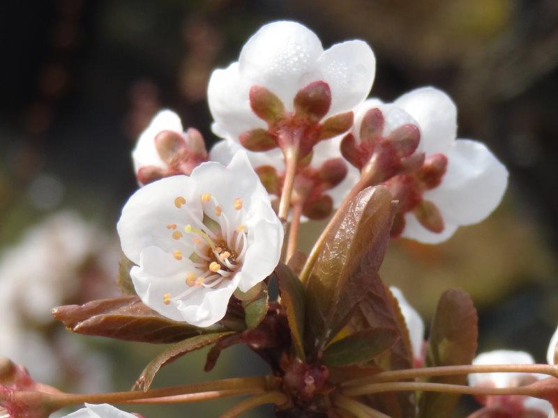 Ein Blütenzweig des Prunus cerasifera Hollywood