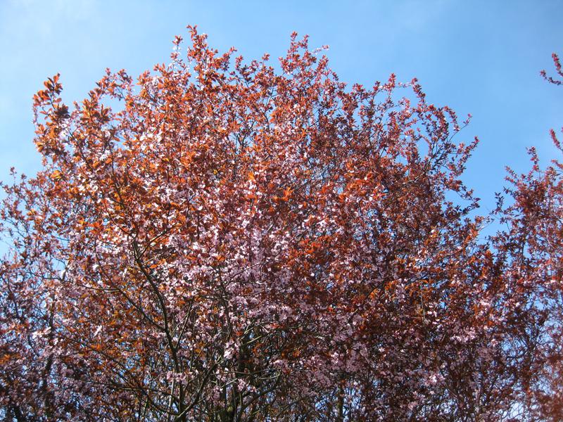 Die Blutpflaume ist ein hübscher, reichblühender Kleinbaum.