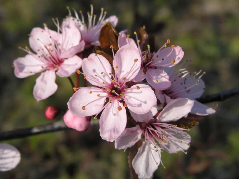 Rosablühende Blutpflaume