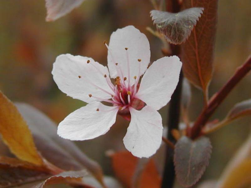 Blutpflaume - Blüte in Nahaufnahme