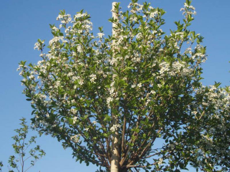 vierjährige Krone von Prunus fruticosa Globosa