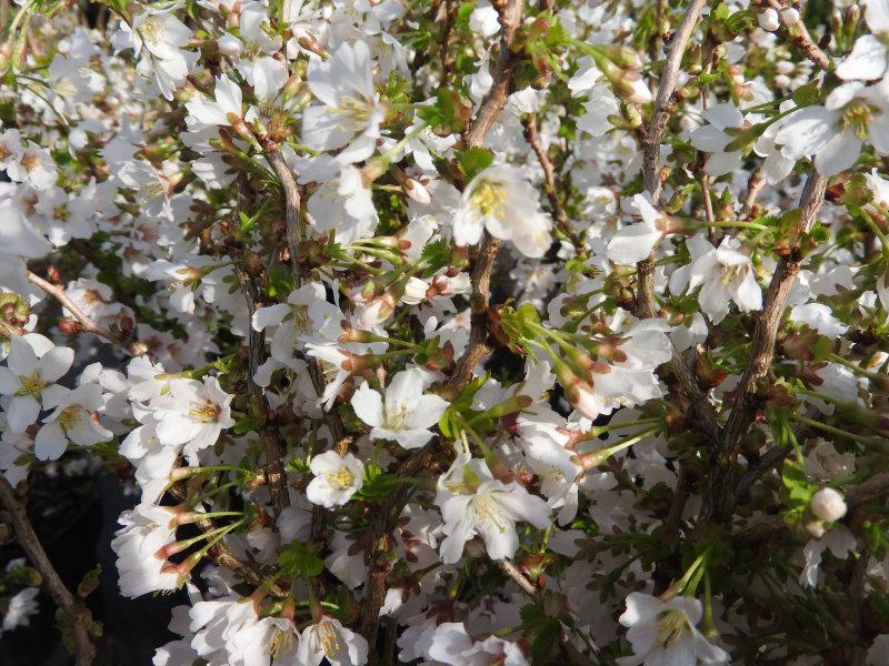 Zartrosa Blütenpracht - Fujikirsche Kojou-no-mai