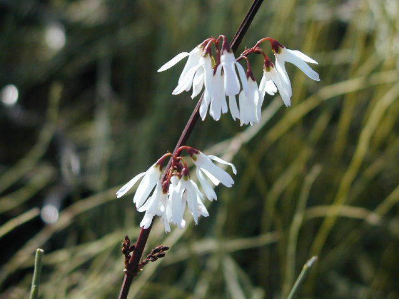 Abeliophyllum distichum Schneeforsythie 100-125cm