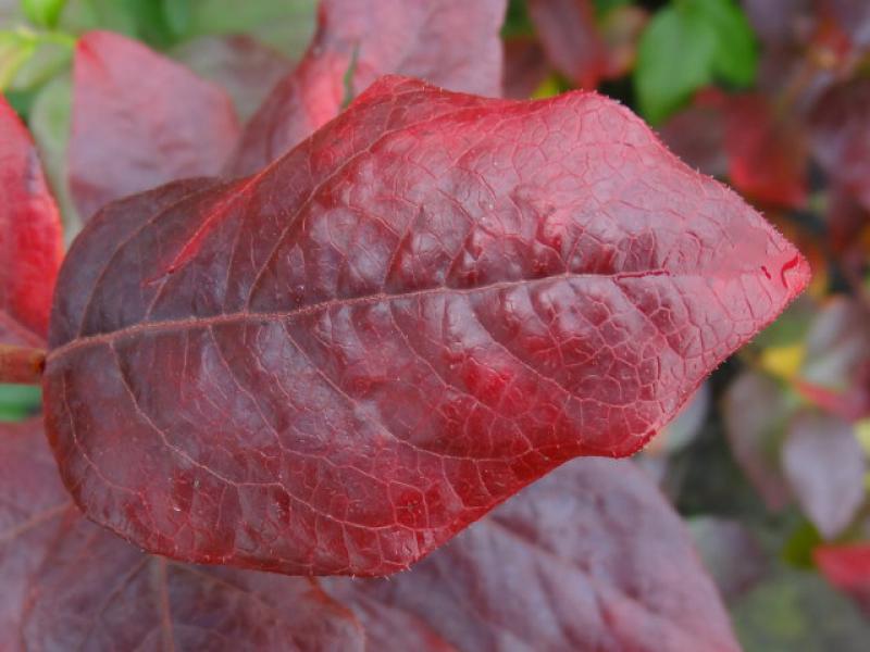 Das rote Herbstlaub von Kulturheidelbeeren färbt sich im Herbst prächtig rot.