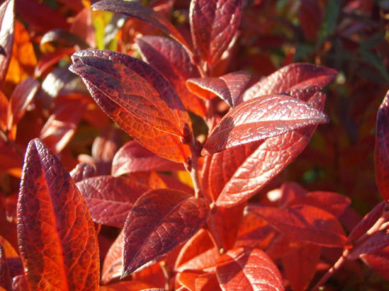 Die Blätter der Kulturheidelbeere Emil verfärben sich im Herbst leuchtend rot.