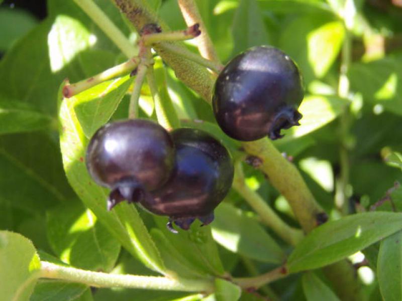 Kulturheidelbeere Emil - leckere Blaubeeren